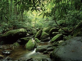 Roaring Fork In Summer, Great Smoky Mountains National Park, screenshot