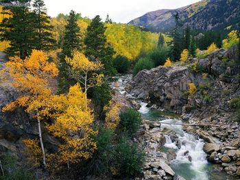 Roaring Fork River White River National Forest Colorado screenshot