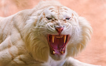 Roaring White Tiger screenshot
