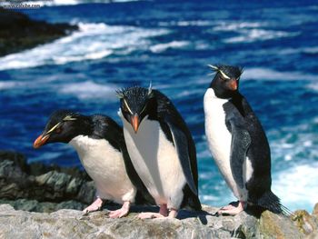 Rockhopper Penguins screenshot