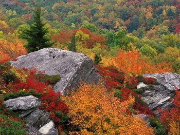 Rocky Outropping In Autumn Blue Ridge Parkway Near Boone North Carolina screenshot