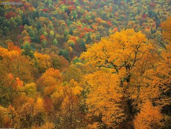Rolling Fall Landscape Appalachian Mountains North Carolina screenshot