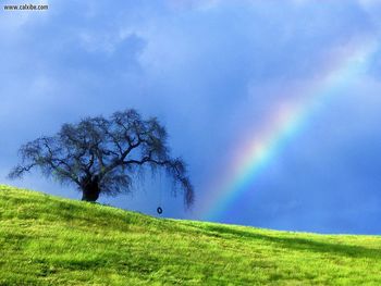 Rope Swing Memories Near Petaluma California screenshot