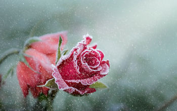 Rose Frost Snowfall screenshot