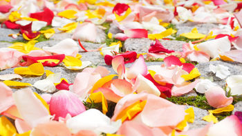 Rose Petals screenshot