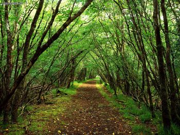 Rossacroonaloo Wood Near Kilgarvan County Kerry Ireland screenshot