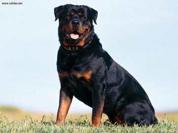 Rottweiler screenshot