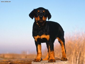 Rotweiler Puppy screenshot