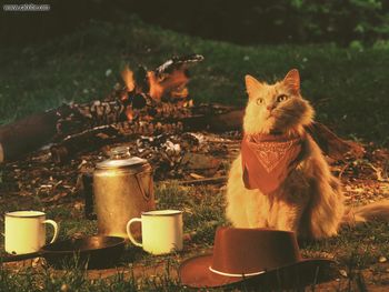 Roughing It Domestic Long Hair Buff screenshot