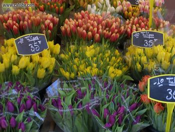 Rue Cler Flower Market screenshot