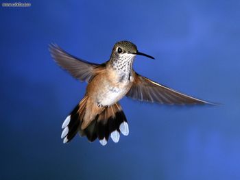 Rufous Hummingbird screenshot