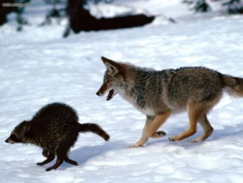 Running Scared Coyote And Raccoon screenshot