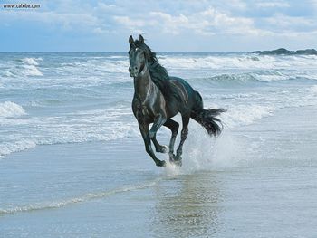 Running With The Wind Black Andalusian screenshot