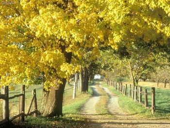 Rural Road In Autumn Ontario Canada screenshot