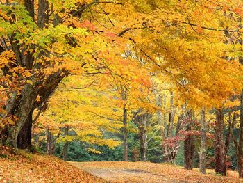 Rural Roadway Bass Lake North Carolina screenshot