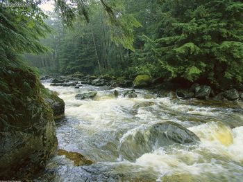 Rushing Salmon Stream Princess Royal Island Canada screenshot