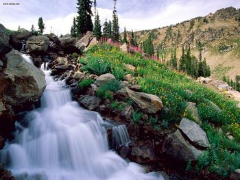 Rushing Waters Of Spring Grand Teton National Park Wyoming screenshot