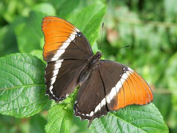 Rusty Tipped Page Butterfly screenshot