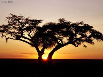 Safari Sunrise Africa screenshot