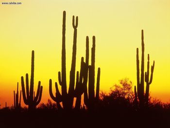 Saguaro Cactus At Sunset Arizona screenshot