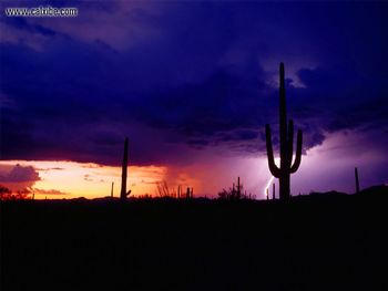 Saguaro National Monument screenshot
