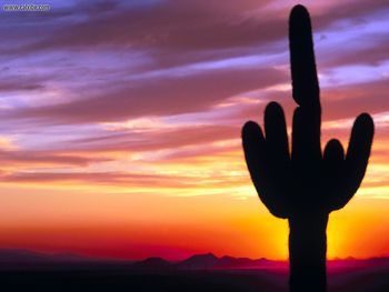 Saguaro Sunset Tonto National Forest Arizona screenshot