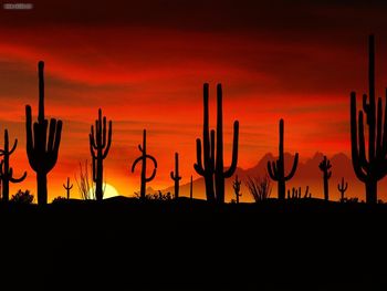 Saguaros Sonoran Desert Arizona screenshot