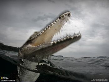 Saltwater Crocodile Lunges At Camera screenshot