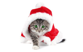 Santa Cat screenshot