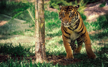Savanna Tiger Wildlife screenshot