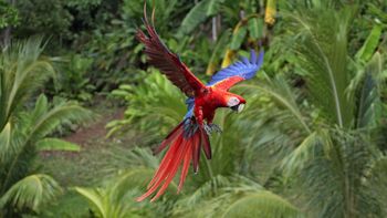 Scarlet Macaw In Flight screenshot