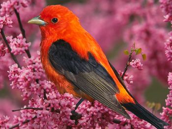Scarlet Tanager Bird screenshot