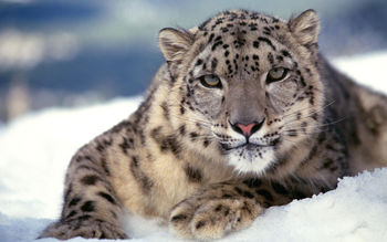 Scary Snow Leopard screenshot