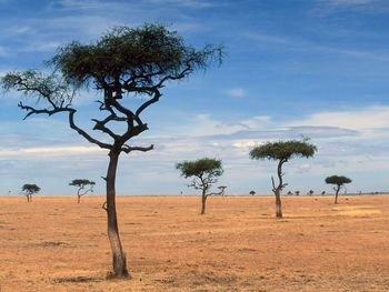 Scattered Acacia Trees, Kenya, Africa screenshot