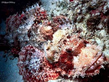 Scorpionfish screenshot