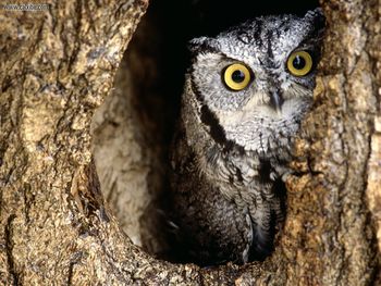 Screech Owl Southern Texas screenshot