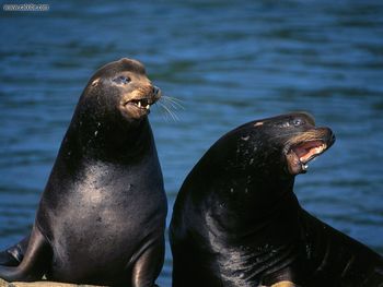 Sea Lions San Francisco screenshot