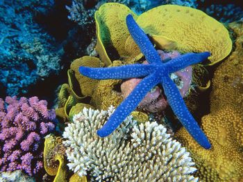 Sea Star screenshot
