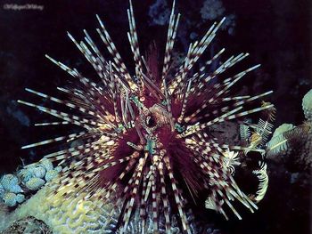 Sea Urchin screenshot