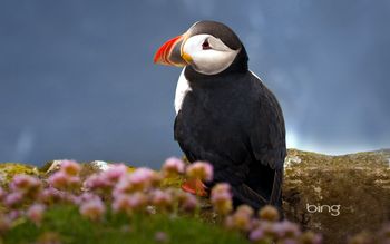 Seabird Atlantic Puffin screenshot