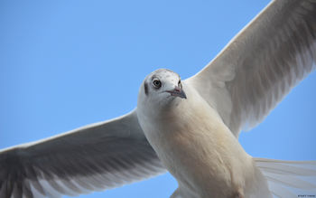 Seagull Windows 10 screenshot