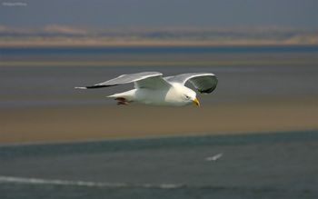 Seagull screenshot