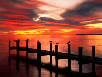 Seagulls at Sunset Florida screenshot