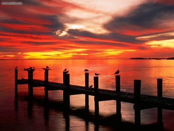 Seagulls At Sunset Fort Myers Florida screenshot