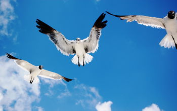 Seagulls Attack screenshot