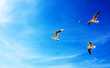 Seagulls in Flight screenshot