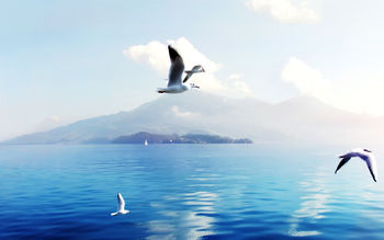 Seagulls in Switzerland screenshot