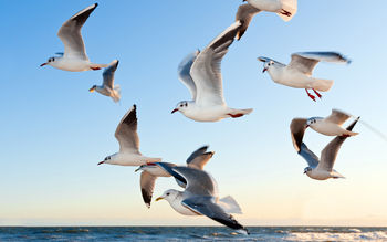 Seagulls screenshot