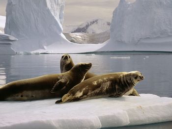 Seals At The South Pole, Antarctica screenshot