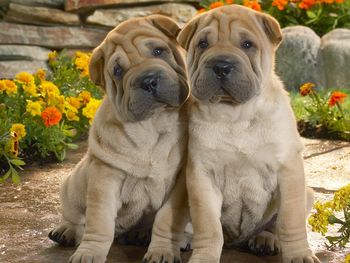 Shar Pei Pups screenshot